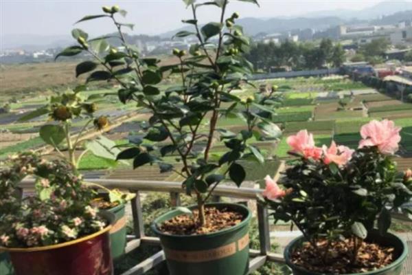 茶花烂根不换盆可以补救吗，及时翻盆还有救治的希望