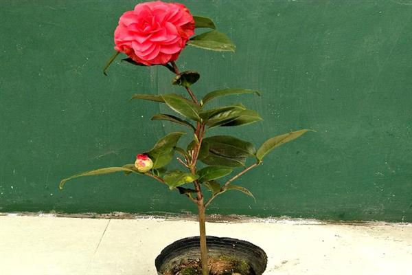 茶花烂根不换盆可以补救吗，及时翻盆还有救治的希望