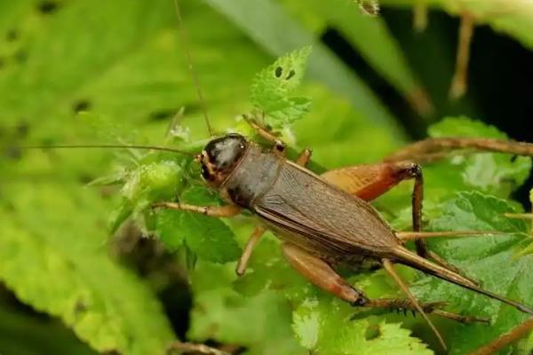 捕捉蟋蟀的方法，以下3种方式可供选择