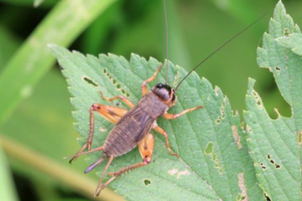 捕捉蟋蟀的方法，以下3种方式可供选择