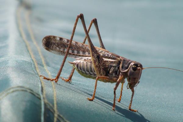 捕捉蟋蟀的方法，以下3种方式可供选择
