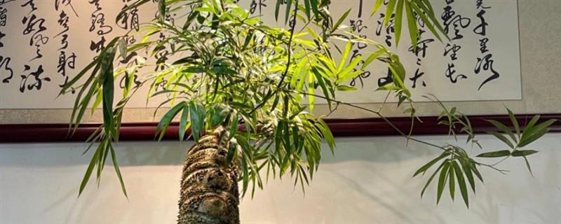 簕竹盆景的养护方法，适宜生长在半阴的环境中