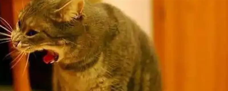 猫消化不良的原因，吃下腐败变质的食物会引发急性消化不良