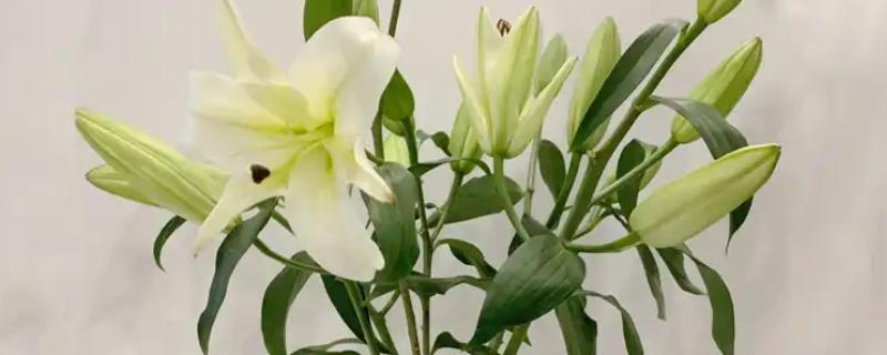 水养百合花苞变黄的原因,可能是光照不足所致