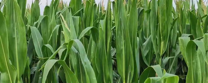 秋玉米抽雄期的管理方法，抽雄到吐丝期追施尿素可促进籽粒灌浆