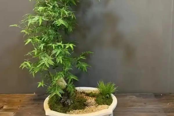 簕竹盆景的养护方法，适宜生长在半阴的环境中