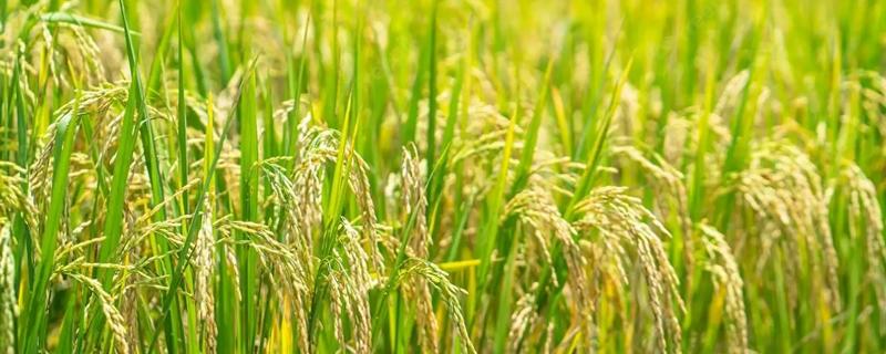 种子法里面表述的农作物有什么，以水稻、小麦、大豆等品种为主