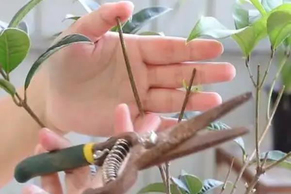 桂花树太高如何短截，将过长的枝条截短15厘米