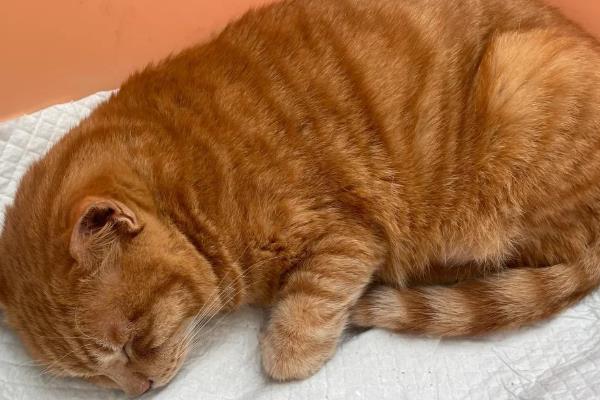 猫消化不良的原因，吃下腐败变质的食物会引发急性消化不良