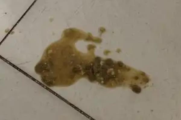 猫消化不良的原因，吃下腐败变质的食物会引发急性消化不良