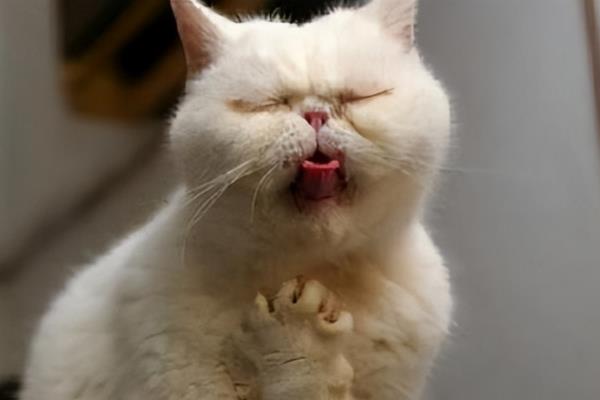 猫消化不良的原因，吃下腐败变质的食物会引发急性消化不良