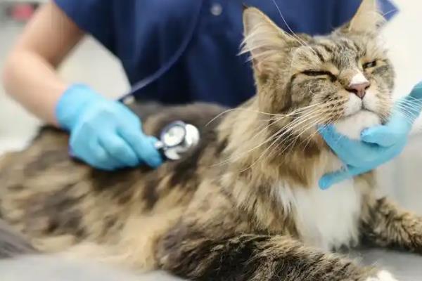 猫消化不良的原因，吃下腐败变质的食物会引发急性消化不良