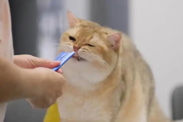 猫消化不良的原因，吃下腐败变质的食物会引发急性消化不良