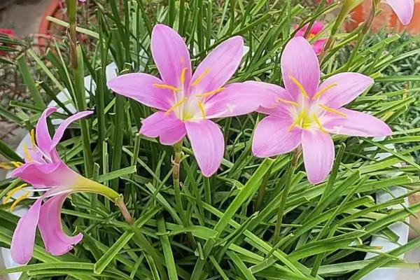 风雨兰的寓意，寓意着释放精彩