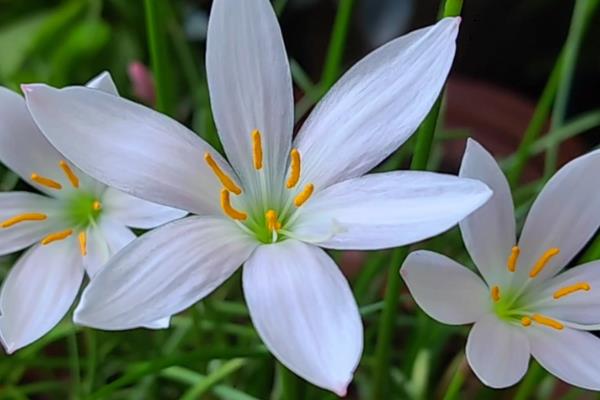 风雨兰的寓意，寓意着释放精彩