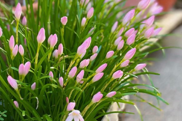 风雨兰的寓意，寓意着释放精彩