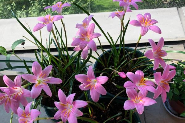 风雨兰的寓意，寓意着释放精彩