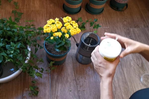 长寿花开花时能不能施肥，追施含磷较多的花肥可促进花朵开放