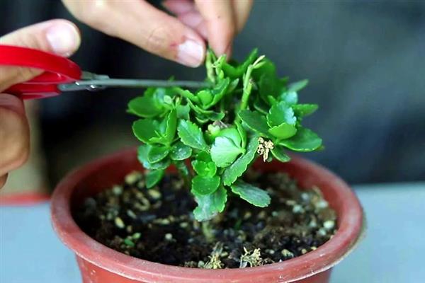 长寿花开花时能不能施肥，追施含磷较多的花肥可促进花朵开放