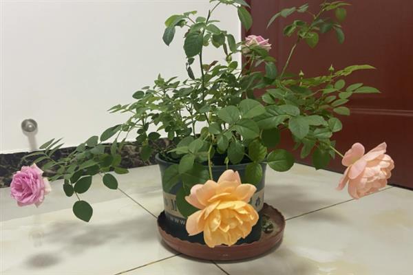 杜鹃有花骨朵但不开怎么处理，需要控水增光