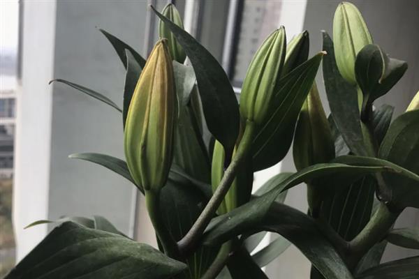 水养百合花苞变黄的原因，可能是光照不足所致