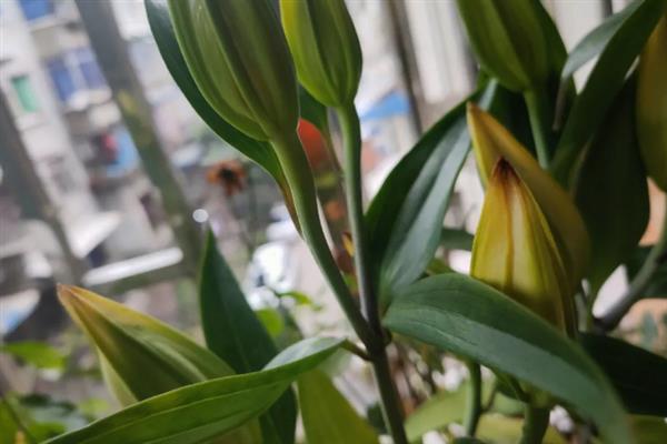 水养百合花苞变黄的原因，可能是光照不足所致