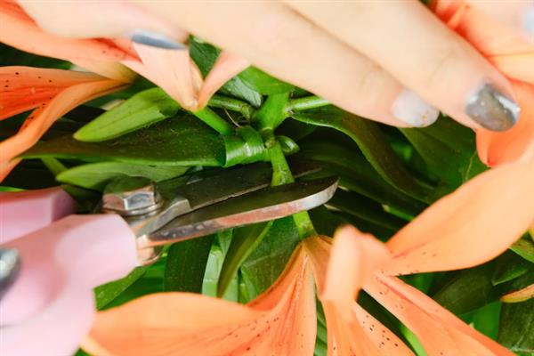 水养百合花苞变黄的原因，可能是光照不足所致