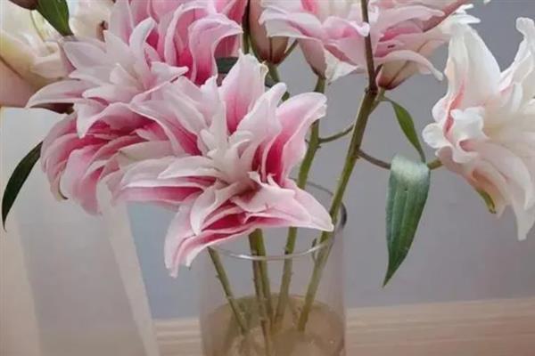 水养百合花苞变黄的原因，可能是光照不足所致