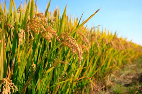 种子法里面表述的农作物有什么，以水稻、小麦、大豆等品种为主