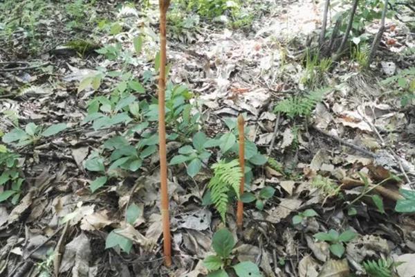 野天麻的生长条件，生长温度以20-25℃为宜
