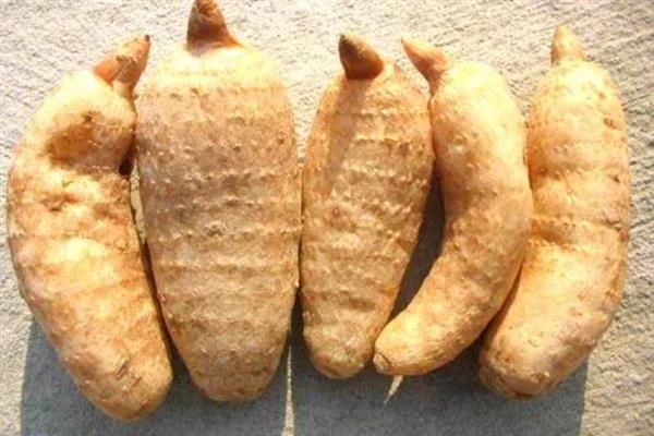 野天麻的生长条件，生长温度以20-25℃为宜