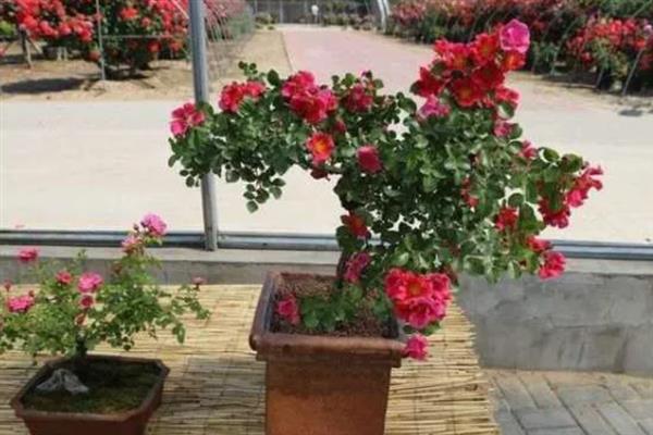 蔷薇花的养殖方法，开花前需要2-3天浇水一次