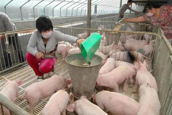 苗猪的价格，一头需要1000-1600元左右
