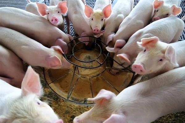 苗猪的价格，一头需要1000-1600元左右