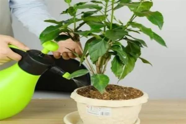 养殖扶桑花的方法，每天至少晒光8小时