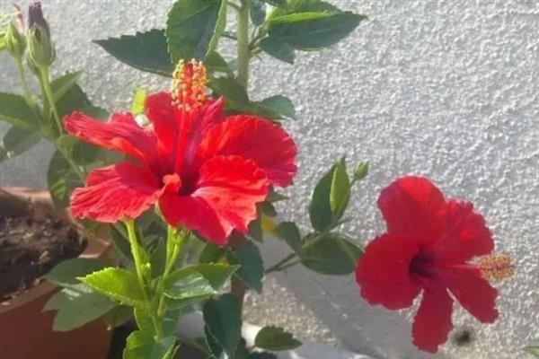 养殖扶桑花的方法，每天至少晒光8小时