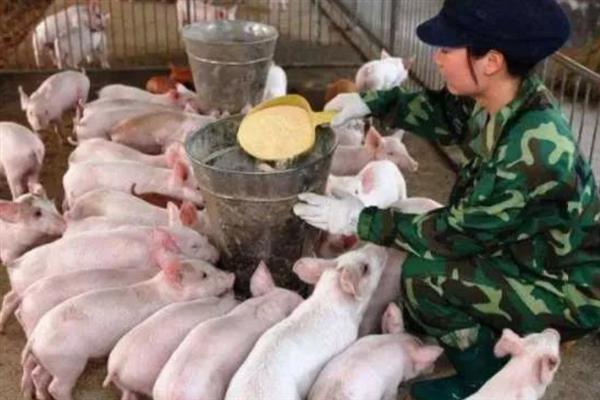 苗猪的价格，一头需要1000-1600元左右