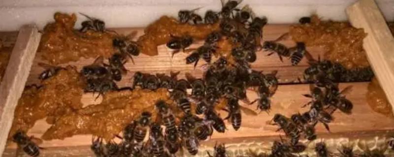 什么能引起蜜蜂爬蜂综合征，包括慢性麻痹病、蜂螨等