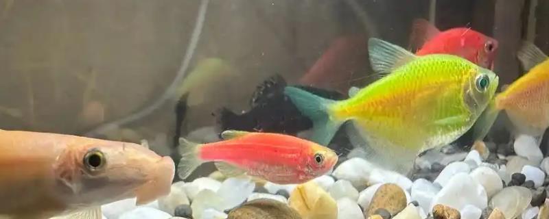 晒了一上午的水能不能养鱼，不能用来养鱼