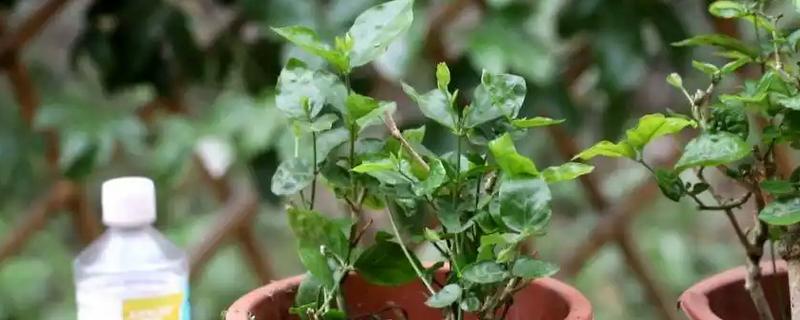 茉莉花要不要打顶，打顶后可加快生长速度