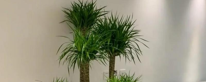 龙血树开花的预兆，寓意着吉祥如意、长寿安康等