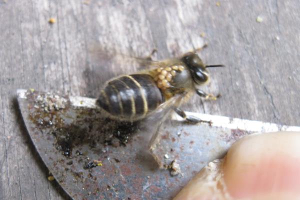 什么能引起蜜蜂爬蜂综合征，包括慢性麻痹病、蜂螨等