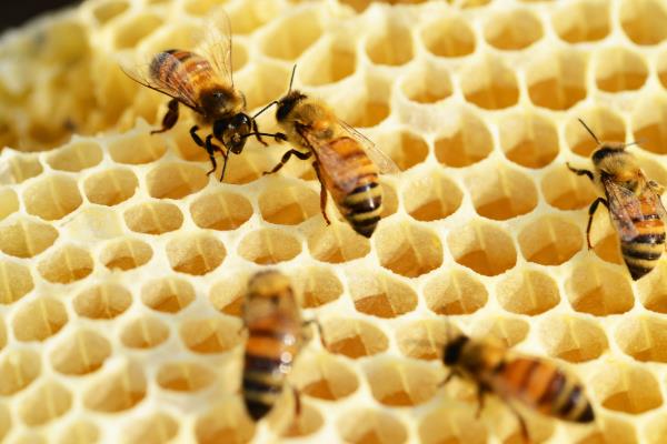 什么能引起蜜蜂爬蜂综合征，包括慢性麻痹病、蜂螨等