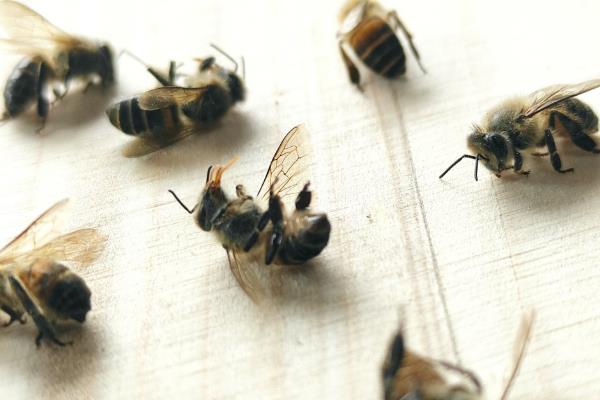 什么能引起蜜蜂爬蜂综合征，包括慢性麻痹病、蜂螨等