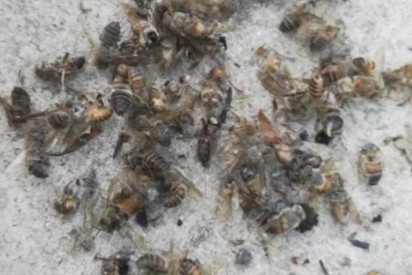 什么能引起蜜蜂爬蜂综合征，包括慢性麻痹病、蜂螨等