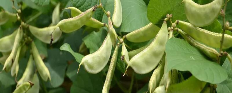 眉豆的种植方法，首先选用优质抗病品种播种