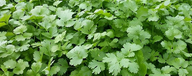 天香菜分布在哪里，北京、山西、江西等地方均有分布