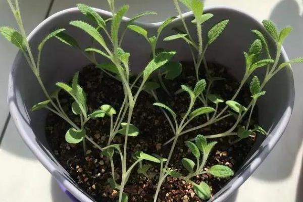 羽叶薰衣草的养殖方法，按照见湿交替的原则浇水