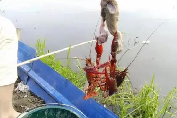 用什么钓小龙虾容易上钩，用荤饵钓容易上钩