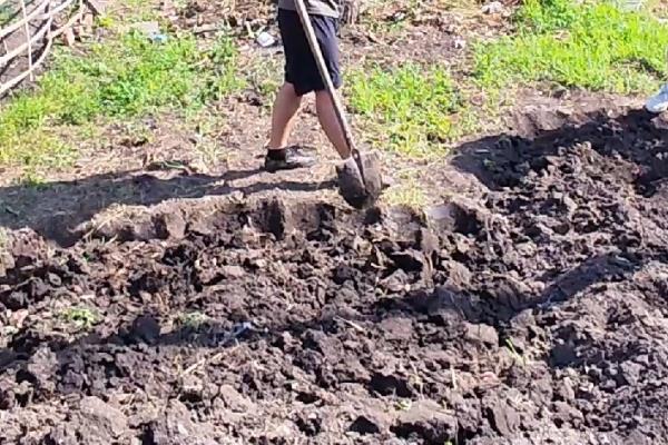 眉豆的种植方法，首先选用优质抗病品种播种